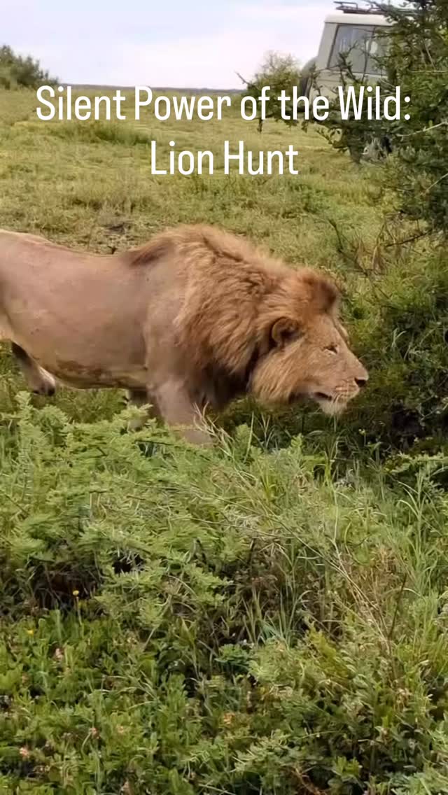 Silent Power of the Wild: Lion Hunt
A tense and powerful moment in Tanzania — a focused Lion moving slowly and carefully before taking control of its meal from a Spotted Hyena.
In the wild, every step matters. The lion uses patience and strength, approaching quietly before acting with speed and power. Encounters like this show the real struggle for survival between top predators.
Moments like these, often seen in Serengeti National Park and Ngorongoro Crater, are raw, real, and unforgettable.
📸 Intense and rare wildlife moment
🌿 See predator interactions up close
🦁 True power and survival in nature
✨ Experience the wild side of Tanzania!
📲 https://wa.me/255744391567
🌍 http://www.meilleurtours.com
📧 meilleurtours@gmail.com
#MeilleurTours #TanzaniaSafi #WildlifeExperience #ExploreTanzania #AfricanSafari