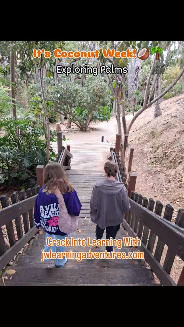 🥥🌴We're getting as close to the coconut palm as we can! Soaking in the beauty while exploring different species of palms and comparing them to coconut palms. Learning of all types with our coconut study!
👋Join the learning adventure! Get homeschool support, encouragement, freebies, and fun straight to your inbox! Sign up for free at jwlearningadventures.com
🧡Learning is a lifelong adventure- let's make it a fun one!
#coconuts#palms#learningbyexploring#learningwithfood#homeschoollearning