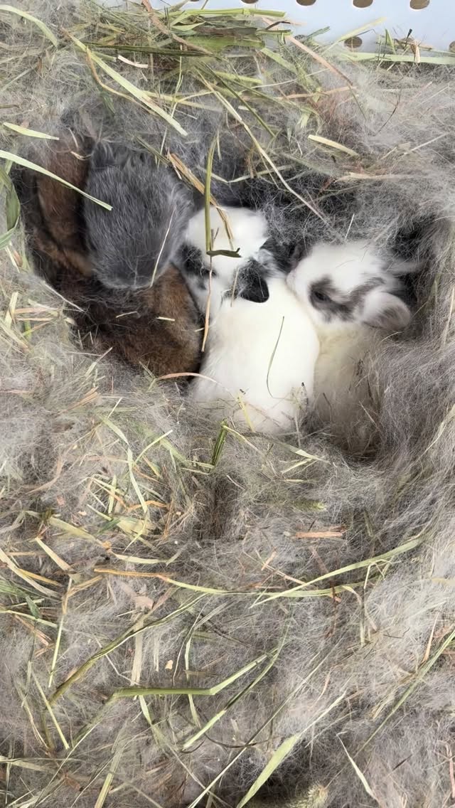 A little update on Willow’s babies 🤍🐰
Everyone is doing amazing, and this litter has some absolutely beautiful colors ✨