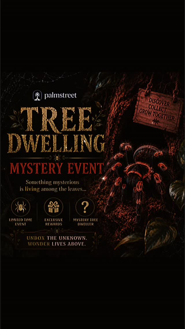 🚨 10 MYSTERY EVENTS. 1 INSANE NIGHT. 🚨
We didn’t just throw random species into cups and call it a day 😈
Every single mystery event was strategically built around genus, temperament, rarity, growth potential, size, color, attitude, and overall collector appeal 🔥
🕷️ Old Show-ers
🕷️ New Show-ers
🕷️ Tree Dwellers
🕷️ Ground Dwellers
🕷️ Velvet Spiders
🕷️ Giant Growers
🕷️ Showpieces
🕷️ Slings
…and MORE 👀
Each mystery has its own vibe.
Its own heat.
Its own chase species.
05/09/25 is for the real addicts 😤🔥
Which mystery event are you ripping open first?
https://palmstreet.app/l/U02fb46k