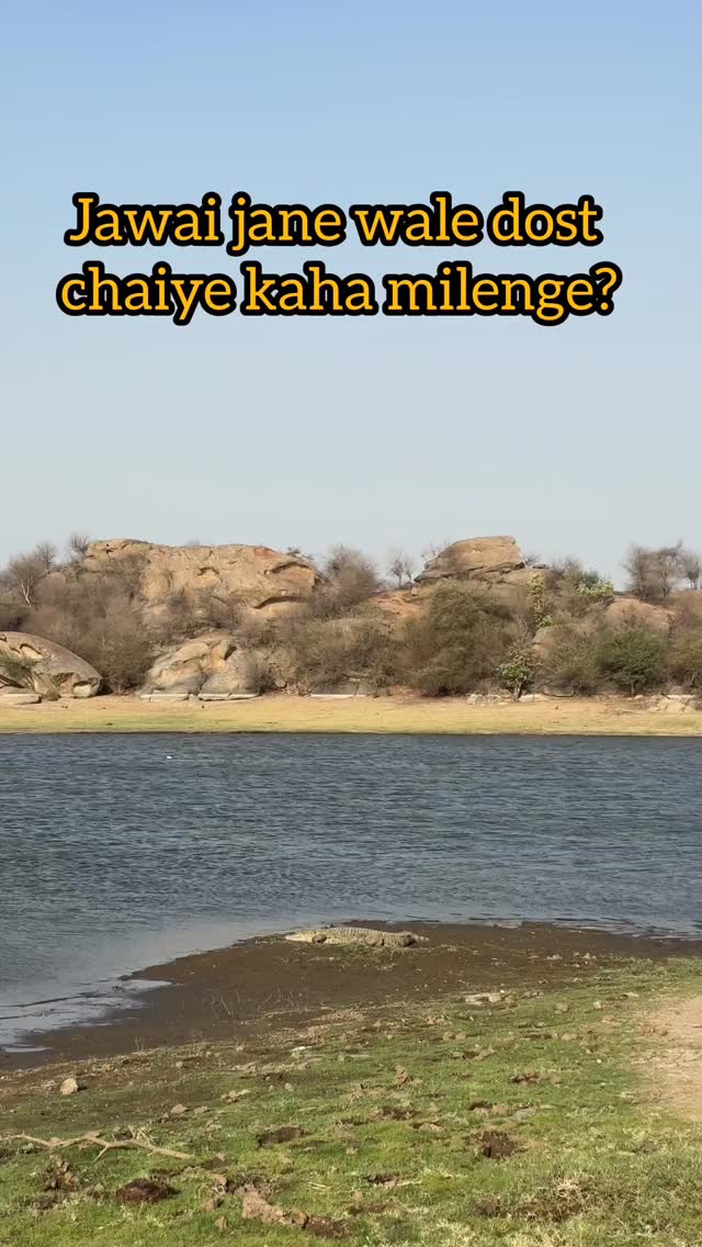 Tag Karo.. Crocodile aur Leopard dono Jawai mein wait kar rahe hain 🐆🐊
👉 DM for Stay + Safari bookings
#JawaiSafari #WildlifeAdventure #NatureVibes #jawaiyatra #thejawaiyatra