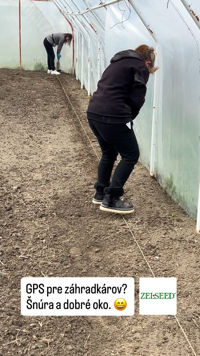 Kto nikdy neťahal riadok podľa šnúry, nepochopí ten vnútorný pokoj. 🌱😄
Pestovanie nie je len o úrode.
Je to ten moment, keď všetko musí sedieť na centimeter presne.
A áno… krivý riadok bolí viac než chceme priznať.
Sledujte ZELSEED pre viac zo života skutočných pestovateľov. 🌿
#zelseed #pestovanie #zahrada #zahradkar #slovenskazahrada motyka sejba dopestujesam