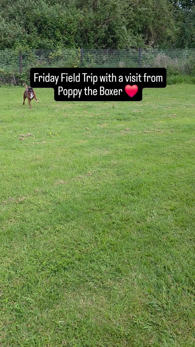 Friday Field Trips at Doggy Daycare, Poppy back for a visit β€οΈπ