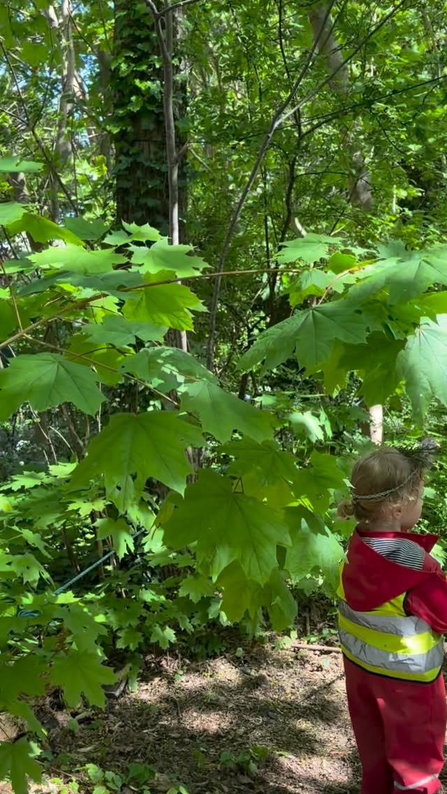 Spending the morning in the forest, using fabrics to decorate, weave, and tie through the trees 🌿
Followed by rope swings, sunshine, building flower crowns and slow moments in nature ☀️
#forestschool #highgatemums #muswellhillmums #forestschoollondon #montessori