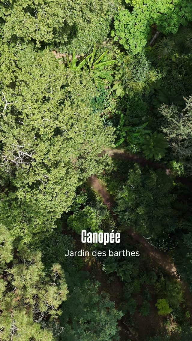 Canopée la partie sauvage du jardin des barthes
Tout y est grand luxuriant tropical
Jardin des barthes classé remarquable un des plus beaux jardins de nouvelle Aquitaine 15mn d’hossegor 30 mn de Biarritz
#jardinremarquable #jungle #tropicalplants #jardin #jardinexotique