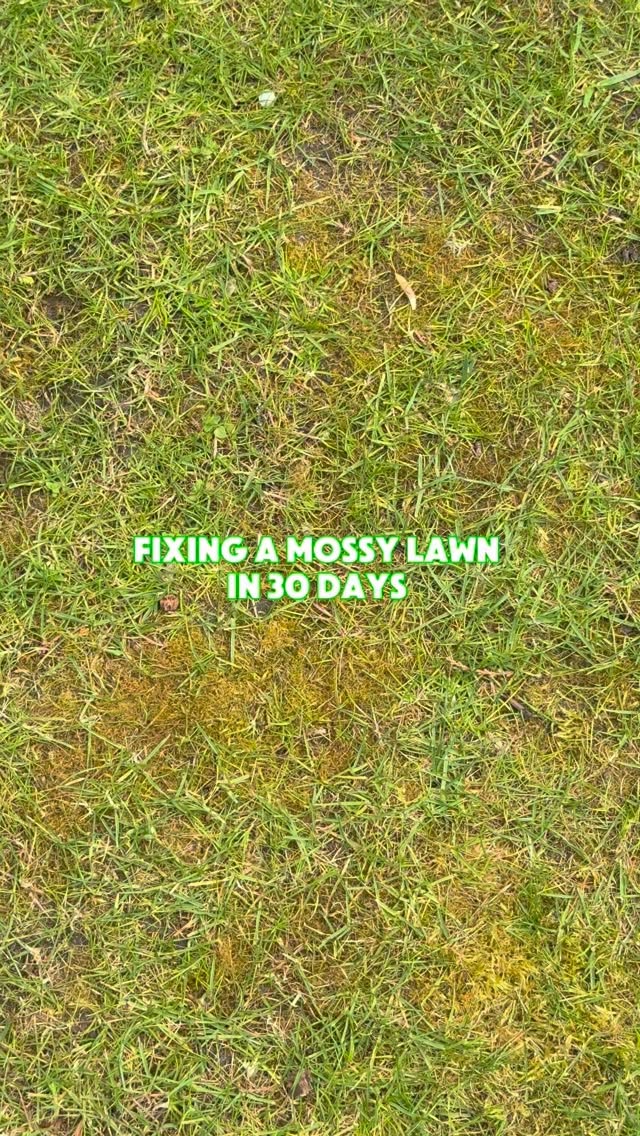Got a lawn full of moss and want to turn it around before the summer?☀️
With the right products and the right process, you can bring your lawn back to life. Here’s how 👇
1️⃣ Mow the lawn first—always start here.
2️⃣ Remove weeds, then scarify (ideally in 4–5 different directions for the best results).
3️⃣ Rake up all the debris from scarifying, then give it another quick mow over.
💡 Top tip: The more moss and thatch you remove now, the better your results later.
4️⃣ Apply grass seed all over. If you’ve got bare patches, go a little heavier in those areas.
5️⃣ Apply topsoil and spread it evenly—this helps tuck the seed in, improve seed contact, and level out any bumps.
6️⃣ Apply moss treatment—this helps break down any moss or thatch the scarifier missed, while also feeding the lawn.
7️⃣ Water it in—ideally twice a day if no rain is forecast.
garden | gardening | lawn care | lawn | green grass