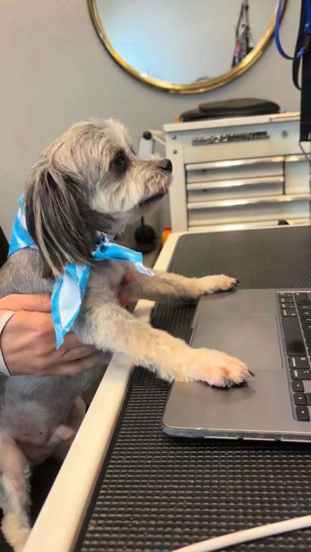 Mork has officially taken over the front desk and he’s ready to book your pup’s spa day… or at least boop the keyboard until something happens. 🐾💼😂
We’ve got limited availability, so be sure to book ahead to snag your spot!
Text, call, or book online to reserve your appointment: ☎️📱 910-338-1800
Booking link:
🔗🐶 vonbarkees.groomore.com