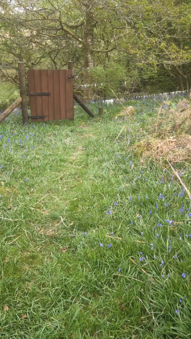 Our beautiful bluebells and rock pool ❤️
.
#bluebellseason #escapetothecountry #dartmoornationalpark #vistdartmoor #holidaycottagesuk