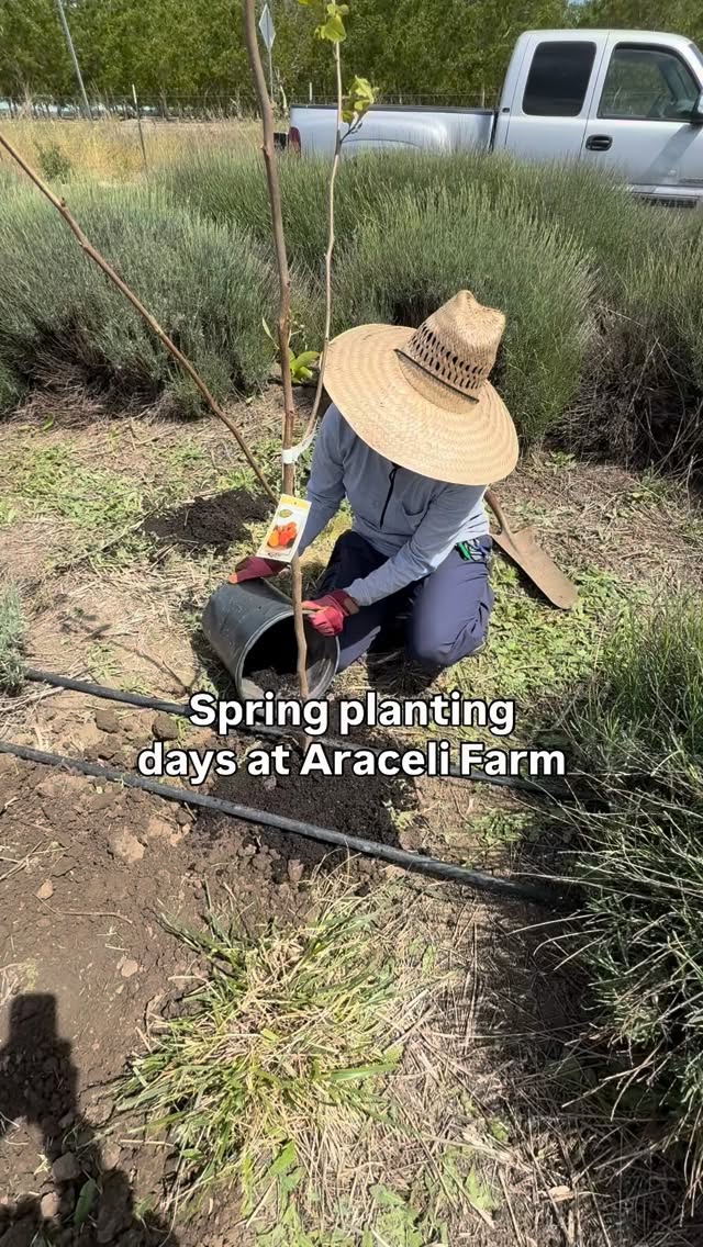 Meet @aracelifarms — a woman-of-color owned farm just outside Dixon, CA, growing four acres of lavender across seven cultivars and two acres of California native plants, with deep roots in soil health, land equity, and advocacy for small farms and disadvantaged communities.
Through our Pollinator Habitat Program (PHP), a grant funded through CDFA, Araceli Farm is planting fruit trees, herbs, and flowering plants to create habitat for bees, birds, butterflies, moths, and beetles. 🌿🐝
Learn more about PHP at the link in our bio!
#PlanetBee #PHPGrant #PollinatorHabitat #CaliforniaFarms