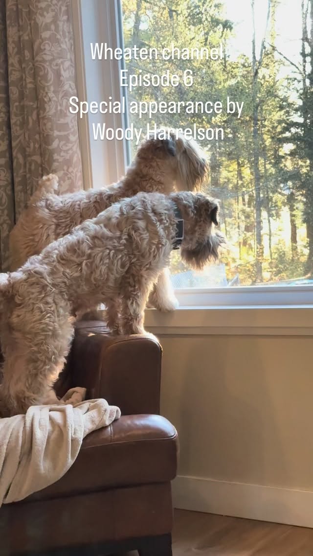 #wheatenterriers #doglovers #dogtraining #puppysocialization #ckcchampion