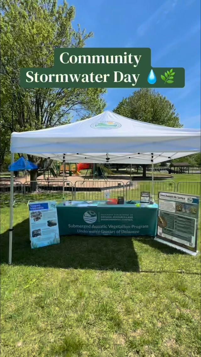 Last week, we participated in the City of Dover’s Community Stormwater Day to connect with the community and talk about how stormwater impacts our waterways. 🌧️🌱
From nutrient runoff to sediment input, what happens on land directly shapes the health of our aquatic systems. We shared how submerged aquatic vegetation (SAV) responds to these changes and why improving water quality is key to supporting healthy habitats.
Events like this are a great reminder that protecting our waterways starts with everyday choices. Big thanks to everyone who stopped by to learn more, craft, and chat with us!🌿
Interested in getting involved? Visit DelawareSAV.org to learn more about our work and volunteer opportunities.
#SAV #WaterQuality #Delaware #HabitatRestoration #CommunityScience