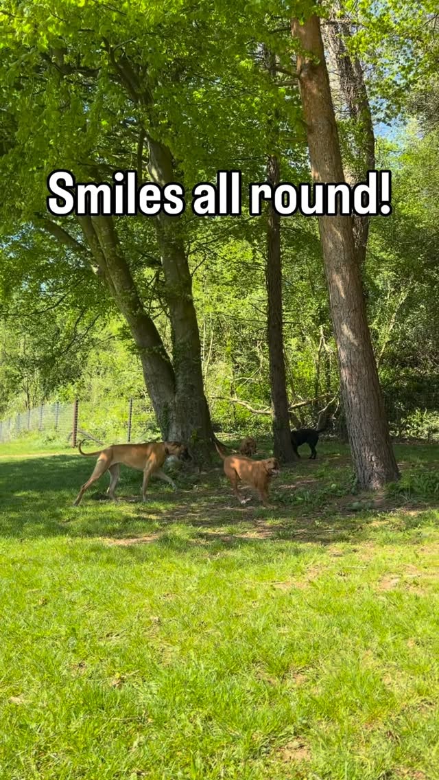 Smiles all round on the Doggy Daycare Field Trips π
#doggydaycare #dogs #happydogs