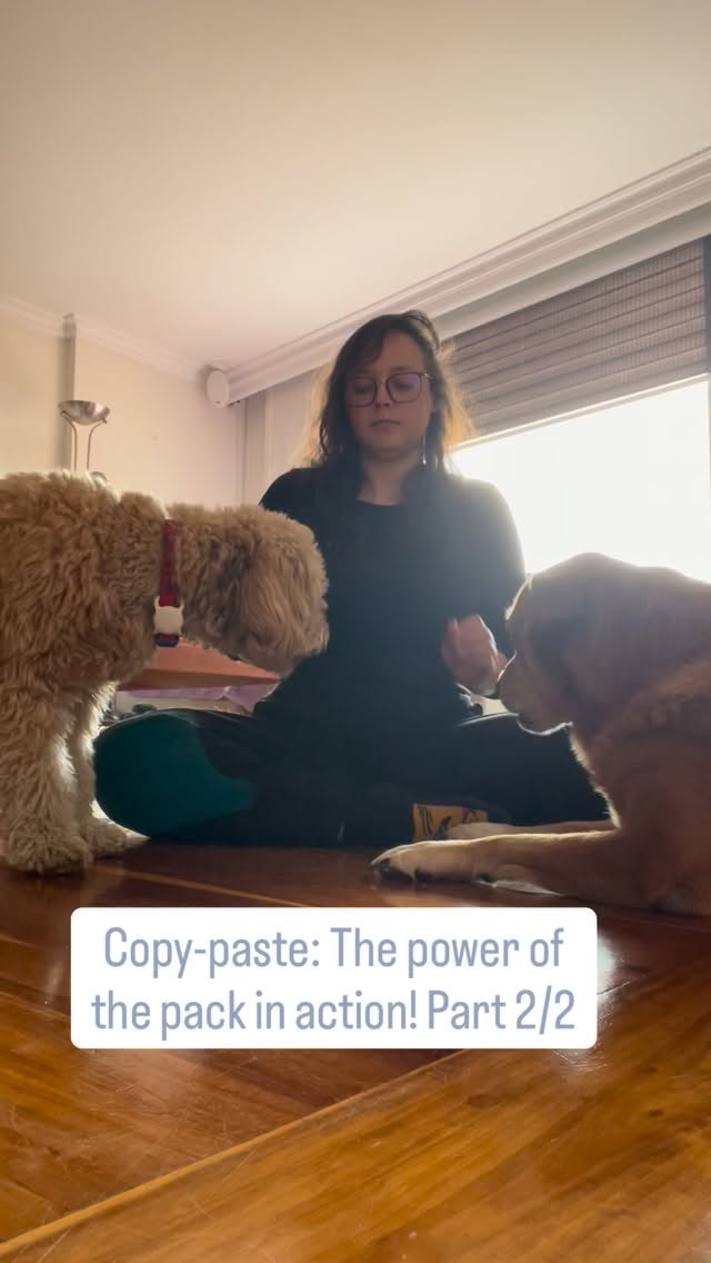 De tal palo, tal astilla!
Mira cómo Baruq aprendió Tocar 🐶✨
¡Lo logró!
Después de observar a su hermano mayor, Baruq entendió la dinámica.
Ver a un perro senior de 11 años guiar a un cachorro es pura magia.
Esa conexión y esas lecciones de perro a humano son las que Astro te enseña en Obediencia Básica para Humanos.
Si quieres entender el lenguaje de tu perro no te quedes sin tu comic , estamos en la FILBO en el Pabellón 8, 2do Piso, Stand 120.
¡Pregunta por el comic de Astro! 📚🐾
#DogTrainingSuccess #PuppyTraining #FilboBogota #ComicBook #MundoPerruno