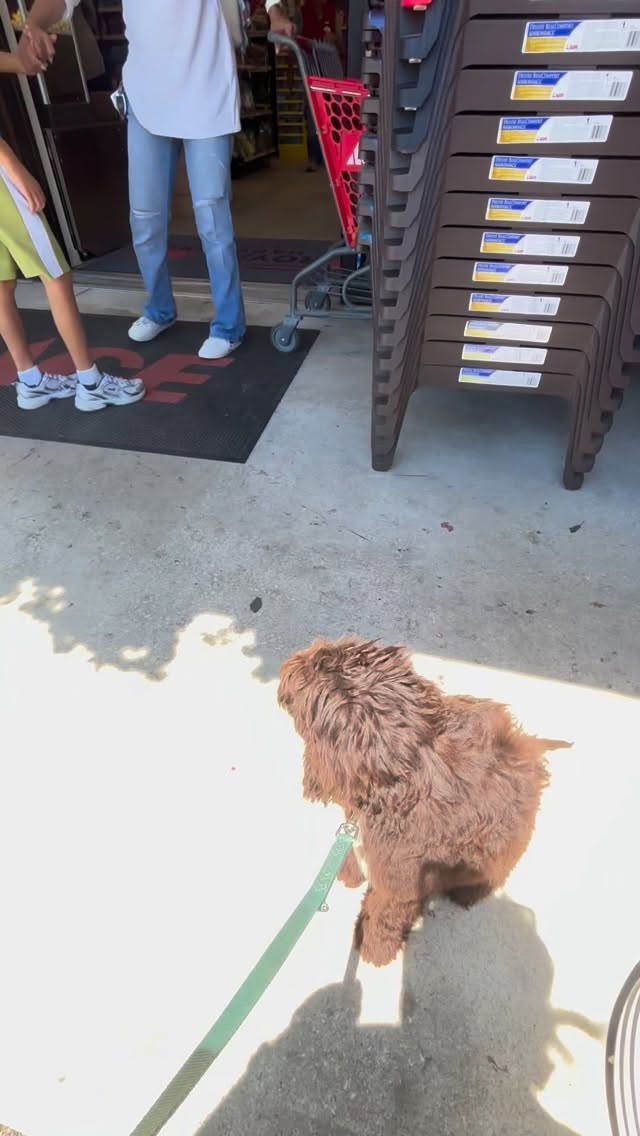 Most dogs aren’t “bad” — they’re overstimulated or simply don’t know what to do.
Neutrality training teaches your dog to exist calmly in the world without the crazies. No pulling at other dogs or people. Being able to settle in new environments
.
It’s the foundation of everything we do.
🐾 What environment does your dog struggle with most?
#dogsofsavannah #savannahgeorgia #puppy101 #dogtrainingtips