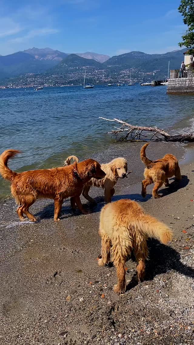 Buongiorno friends, passato bene il week end? Noi reduci da due mini “raduni” leondorofamily uno al lago a far nuotare i nostri cuccioloni e l’altro c/o quartier generale Leon d’oro con gli Zelda’s per un pranzo super 🔝🥰😋 Nei prossimi giorni, sole permettendo, pensavo di portare qualche cucciolotto a nuotare al Green Dog, chi viene? #leondorofamily #cuccioligoldenretriever #allevamentogoldenretriever