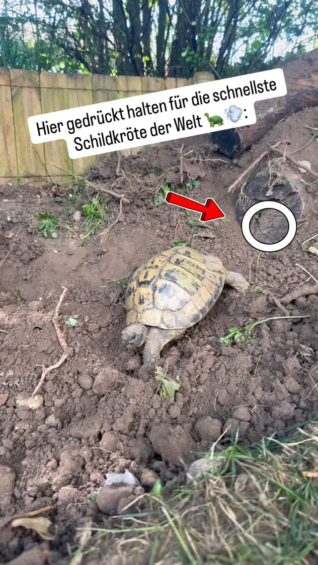 Blitzschildkröte 🐢
#schildkröte #tierliebe #gerettetetiere #schildkröten #lustig
