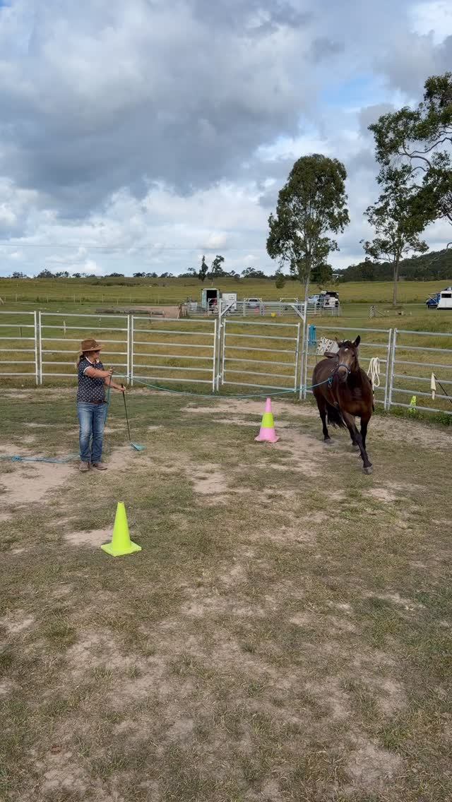 Day 2 young horse starting clinic and long reining lessons are in full swing 🤩 lots of progress being made 😁
#horseswithholly #horsemanship #horsetraining #coltstarting #horselovers