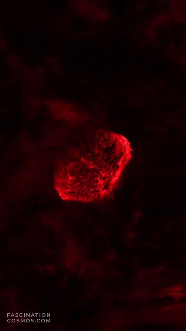 Mondsichelnebel, Crescentnebula (NGC6888)
WR 136, ein Wolf-Rayet-Stern am Ende seiner Lebenszeit. Er leuchtet rund 600.000-mal heller als unsere Sonne. Die Phase als Roter Riese hat dieser kosmische Gigant bereits hinter sich – er hat seine gewaltige Außenhülle längst abgestoßen, sodass nun sein extrem heißer Kern freiliegt. Es ist der Beginn eines mehrere hunderttausend Jahre dauernden Sterbeprozesses, der in einer gewaltigen Supernova enden wird.
Die ehemals abgestoßenen Sternenmassen werden von WR 136 ionisiert und durch seine bis zu 1.700 km/s schnellen Sternwinde zu einer spektakulären Hülle geformt, die an eine Mondsichel erinnert: der Crescent-Nebel (NGC 6888).
Um das schwache Leuchten des roten, ionisierten Wasserstoffs – aus dem einst wieder neue Sterne entstehen werden – und des blauen, ionisierten Sauerstoffs auf den Chip meiner Kamera zu bannen, musste ich unzählige Einzelaufnahmen von jeweils 10 Minuten Belichtungszeit sammeln. Es sind Lichtstrahlen, die sich bereits vor rund 4.700 Jahren – zur Zeit der ägyptischen Pharaonen – auf den Weg zu uns machten.
Aufgenommen in meiner Gartensternwarte mit dem Lacerta Newton 12", 1200mm, f/4, QHY268M Monokamera mit 7 Filtern, QHY OAG-Nachführung mit ASI-174MM, SestoSenso2-Fokusser, auf Celestron CGX montiert. 22 Schmalbandaufnahmen zu je 600s, 26LRGB Aufnahmen mit je 120s, in Summe 4,5 Stunden Aufnahmezeit. Mit Astro Pixel Prozessor, Pixinsight, Adobe PhotoShop verarbeitet und das Bild als Video animiert und vertont.
Bitte gerne meine Post weiterleiten ! Jedwede andere Art von Kopien oder Nutzung nur mit ausdrücklicher Erlaubnis des Copyright Inhabers. Bestellung von Bildern und Accessoires gerne unter https://www.fascinationcosmos.com/ oder per Nachricht an mich.
#fascinationcosmos #faszinationkosmos #franzrettenbacher #astrophotography #astrofotografie #astrophoto #astrofoto #deepsky #amateurastrophotography #qhy268m #CelestronCGX #Lacerta1200 #NGC6888 #Wr136 #Mondsichelnebel #crescentnebula