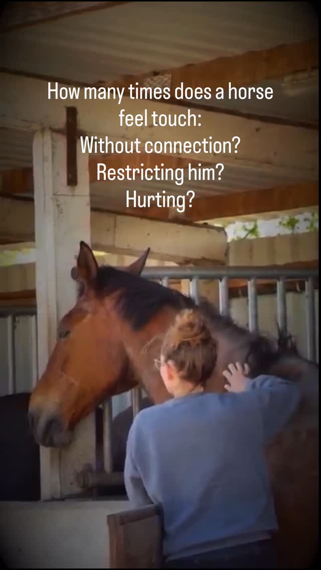 To dive deeper in your connection with horses, you need to slow down and look in a different way.
What happens when a body is only touched because, when and how the other wants to? What happens with a being when touch is linked to control, stress, discomfort?
It closes, it builds a pattern to cope, it removes the deeper part of feeling away. And for a body, mind or soul to heal… trust needs to be restored. Something that can come after the awareness and space of what it means for a horse. So you can find out how to let the initiative, autonomy and movement with the horse ❤️🙏✨
#horses #healing #healingwithhorses #equine therapy