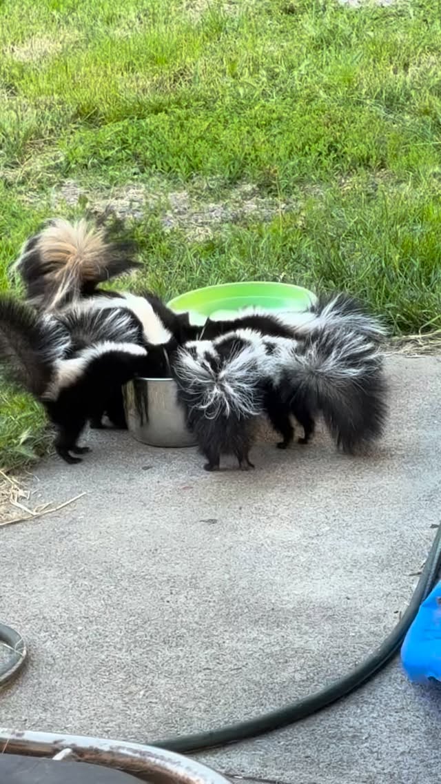 The most recent guests to our animal sanctuary (aka our backyard) 🦨 #skunks #babyskunks