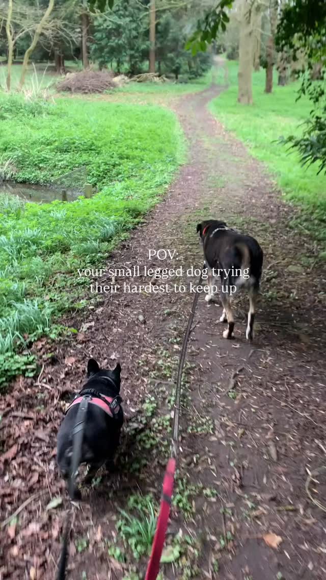 we’ll always go at your pace 💙
#dogsofinstagram #doggo