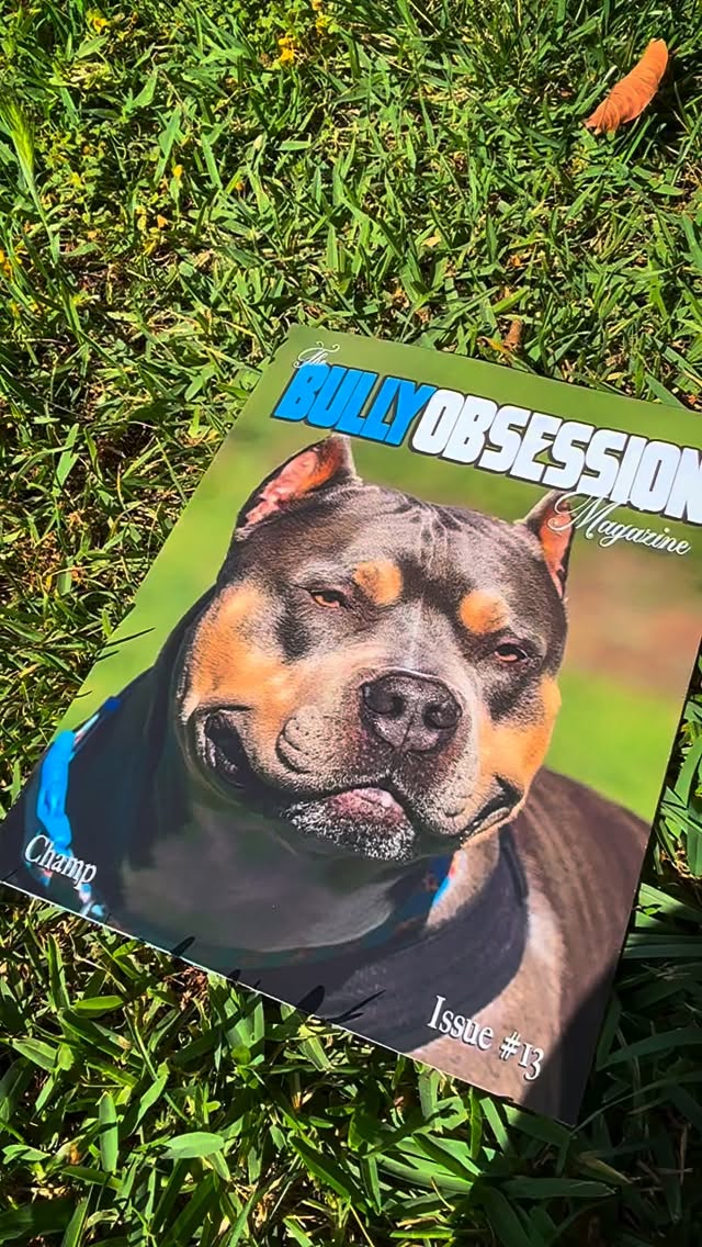 On the search for the next cover dog for issue 14 of @thebullyobsession 🤯🤩
Could it be YOUR dog?! 🤔
Remember, ALL BULLY BREEDS ARE WELCOME!!!
American Bully (all types), English Bulldogs, Staffy Bulls, American Bulldogs, Bull Terriers, Bull X Herders, Bullmastiffs, French Bulldogs, APBT, and Olde English Bulldogs are all welcome! 🤩
DM for details 😁
#818concepts #thebullyobsession #bulliesofig #igdogs #dogsofig