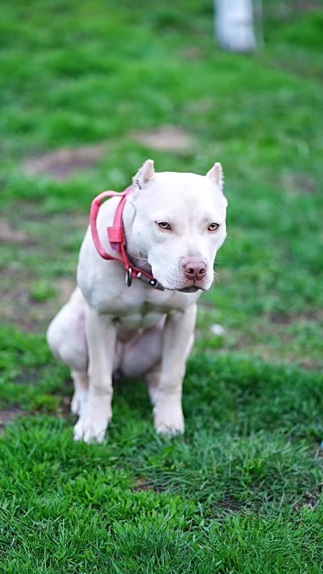 American Pitbull Terrier
Seal Sara
Cream American Pitbull Terrier
#sealpitbull #sealkenel #rednousepitbull #americapitbull
