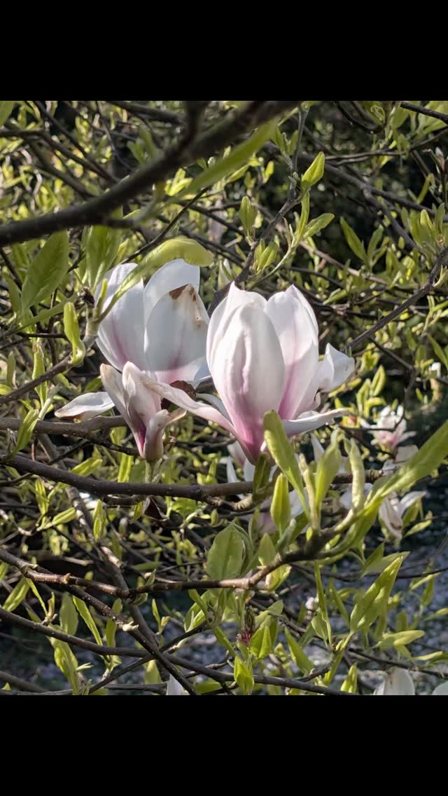 It's garden magnolia gin season πΈπΈ