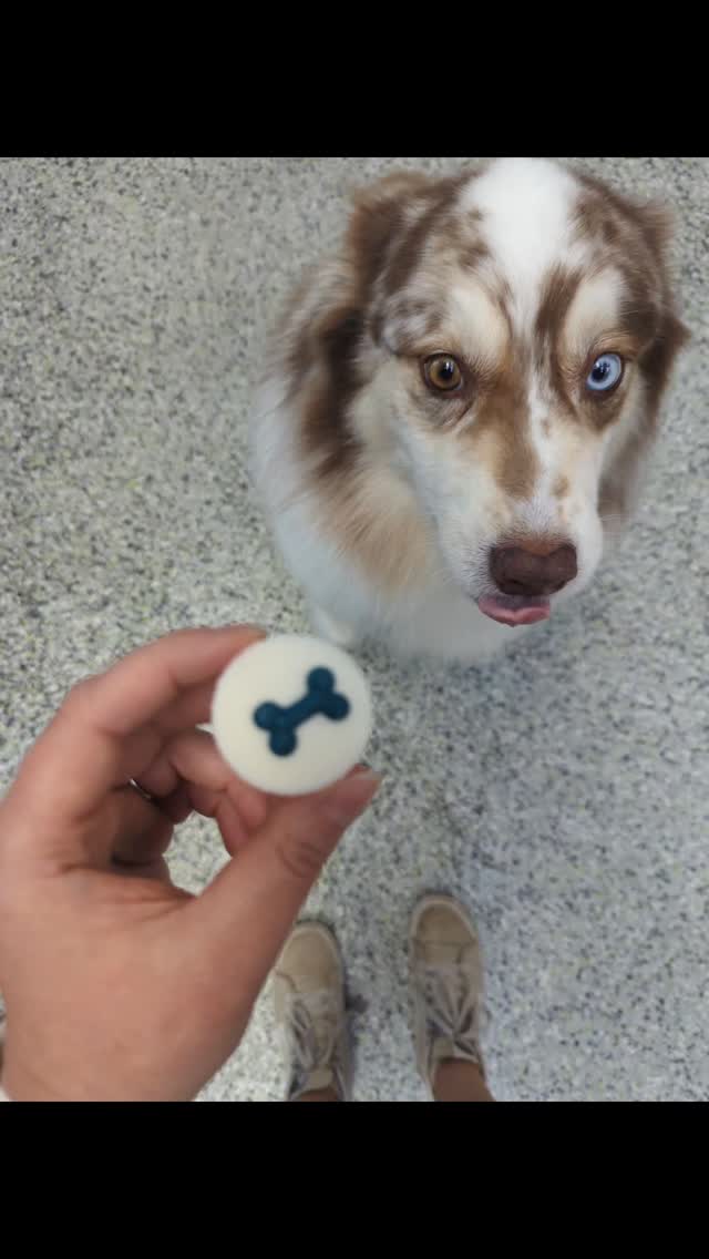 Who doesn't love peanut butter cups?!
Did you know that we sell dog friendly, single portioned peanut butter cups and cookies by @boscoandroxys ?
These treats are a delightful little add on, guaranteed to have your dog drooling and you smiling. 🥰
Look for them at the till next time you are in the store!
www.vivapets.ca
(780)489-7387
#yegpets #yegdogs #dogstreats #loveyourdog #dogsofinstagram