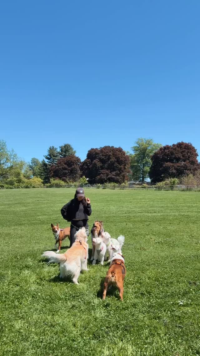 Your dog trainer wears business casual. I show up in barn boots with hay in my hair and zero apologies.
Fair warning if you hire me, I’m going to talk about your dog constantly, get way too excited about their progress, and probably tell you they’re my favorite.
Private / virtual sessions and spring classes are open!!
Link in bio / register on my website!
#positivereinforcement #dogtraining #dogtrainer #chestercounty #phoenixvillepa