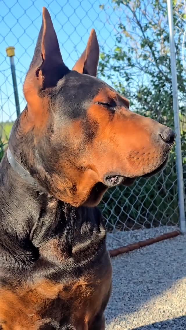 The head on this boy
#chinesereddog #laizhouhong Laizhou Hong Chinese Red Dog USA