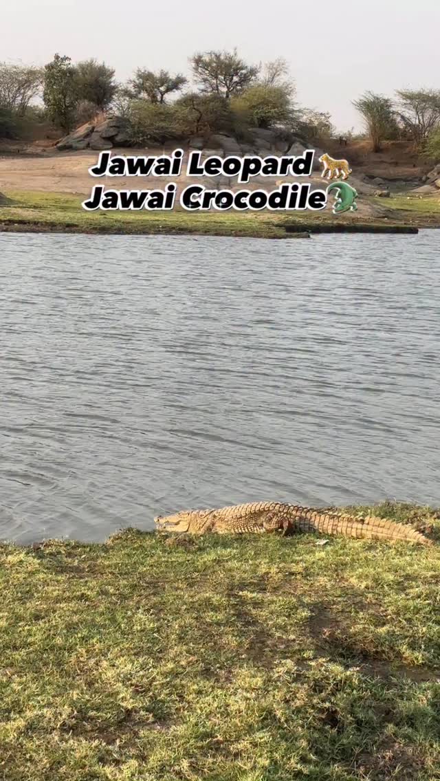 #tag your friend for jawai trip
And contact @thejawaiyatra
9251110910
#jawaibandh❤️ #jawai #safari #wildlife