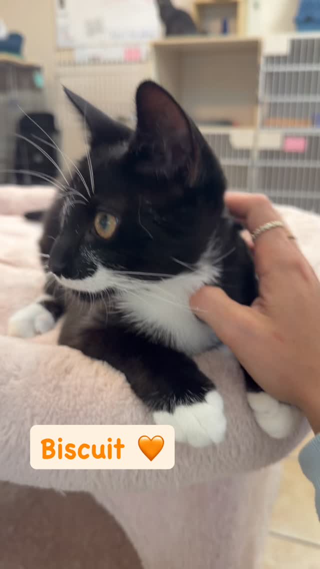 Biscuit is a super outgoing and affectionate 7 month old guy with the sweetest personality 😻 He is so ready for his forever home and would do best with another kitty friend or can be adopted with another young cat in our cottage.
Send us an app to schedule a meet and greet at https://www.animals-in-distress.org/adoptions or email us with any questions: animalsindistressnj@gmail.com 💌 #animalsindistressnj #adoptablecats #cats #mercercountynj #adoptme