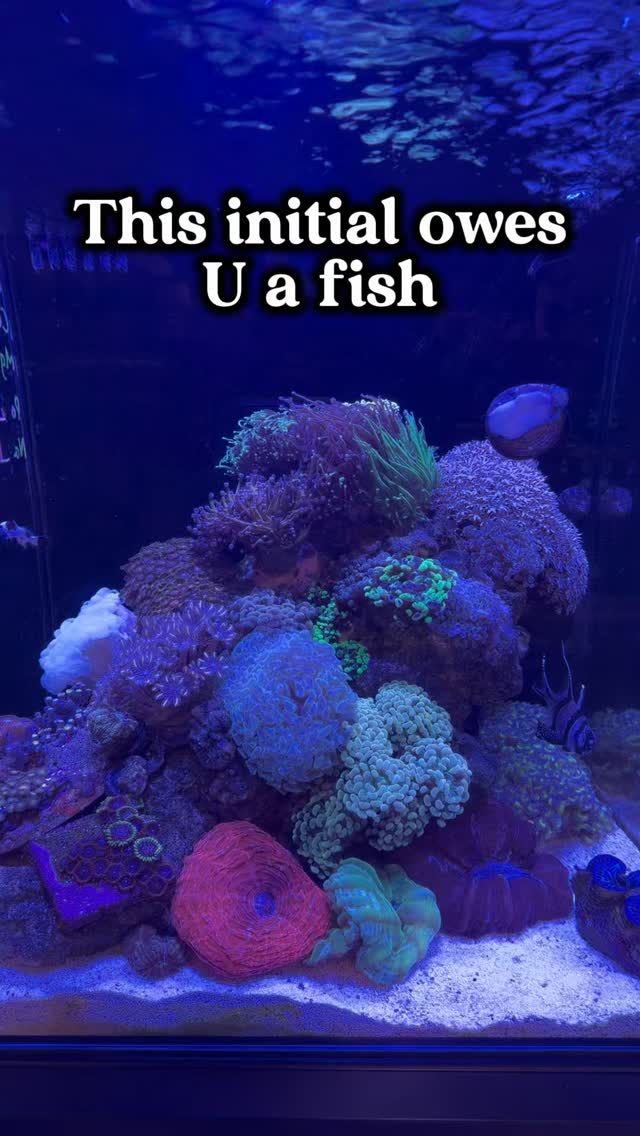 @ whoever owes you your next fish! 😂 #aquariumhobby #plantedtank #reeftank #aquarium #charlottenc