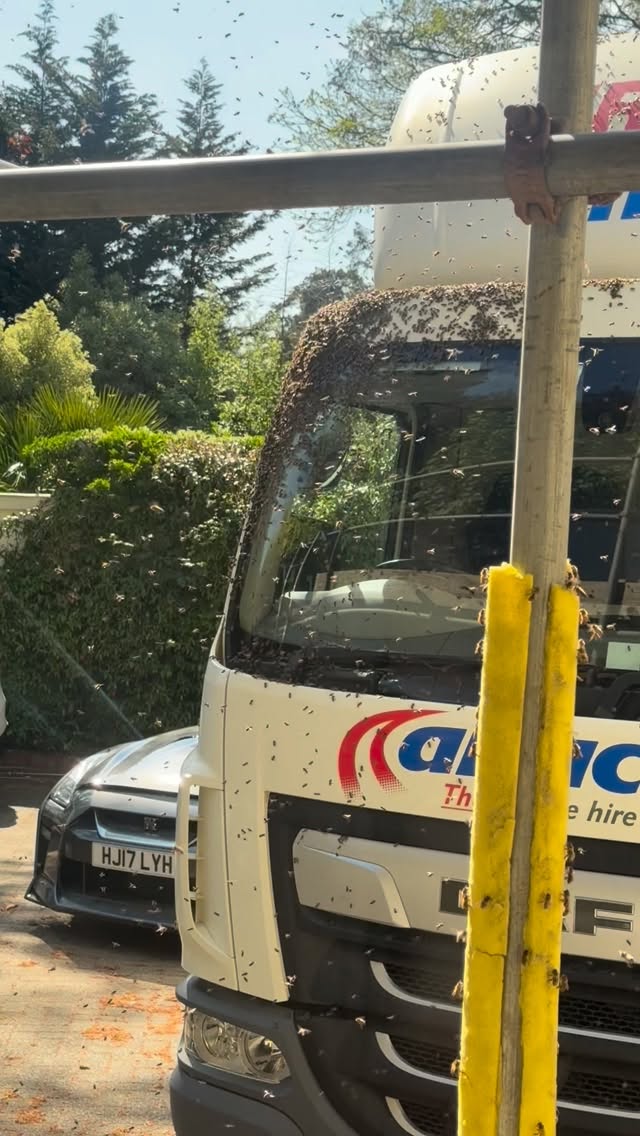 You get to your van… and find 20,000 new passengers 🐝🚐
Yesterday’s swarm collection had Ian rescuing a huge swarm from an Abacus van! Thankfully, they are now safely rehoused and thriving 🍯
@abacusvehiclehire_
#BeeSwarm
#SwarmRescue
#Beekeeper
#BeeRemoval
#SaveTheBees