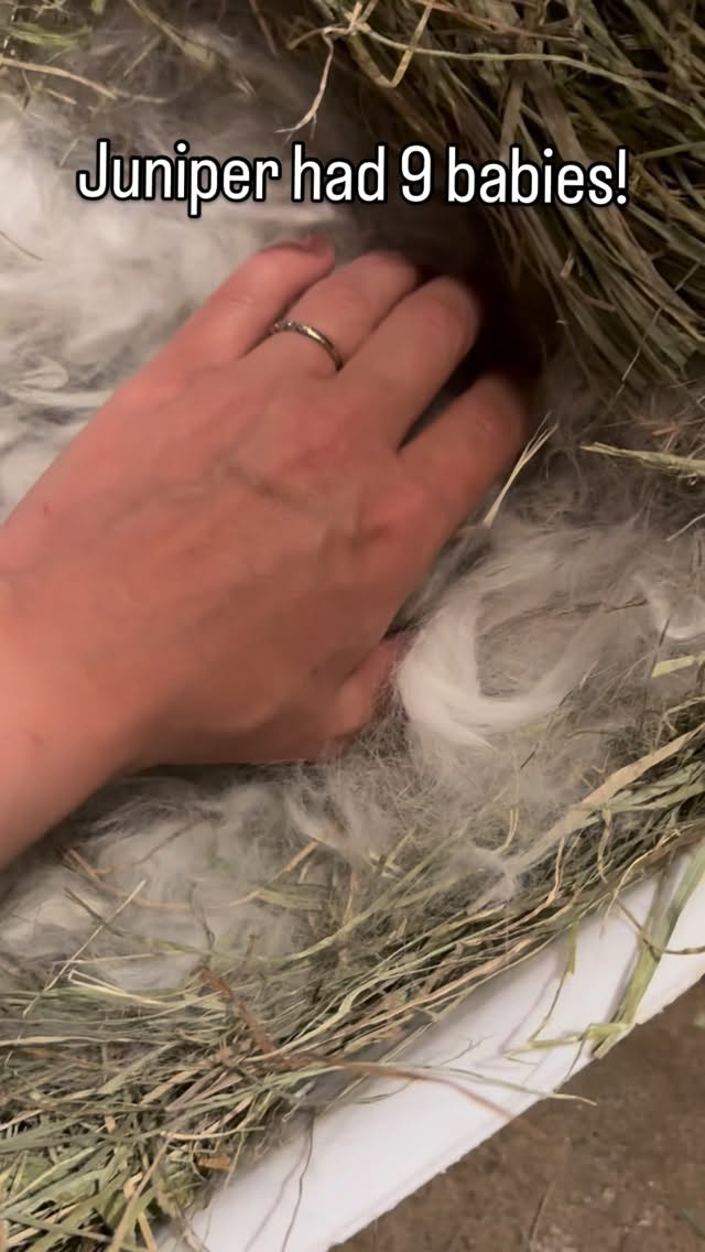 Juniper welcomed 9 beautiful babies into the world today 🐰✨
Dad is Sparrow 💛
These tiny lives mean so much — please keep them in your thoughts and send all the good vibes their way as they grow and thrive 🥹
Drop a ❤️ to welcome them to the world!