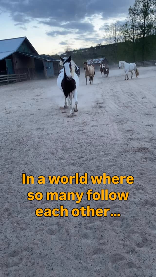Discovering your own path comes with:
Asking questions
Check in with your feelings
Being scared and doing things anyway
Horses need us to show up and speak up for what it right. Even if everyone else does not ❤️