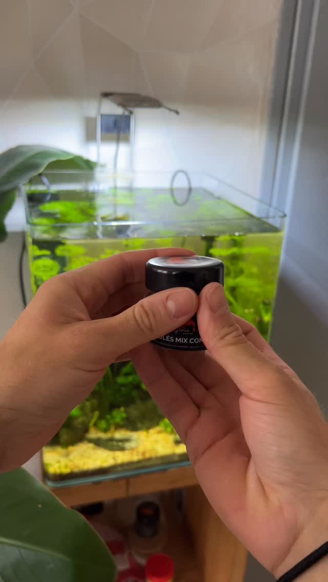 Voici les Granulés GioiaShrimp pour vos crevettes ! 🦐
Ils coulent directement au fond de l’aquarium et ne colorent absolument pas l’eau ✨
Et évidemment, les crevettes en raffolent 🤩
Alors, prêt à commander ? 😋
#crevettes #shrimp #aquarium