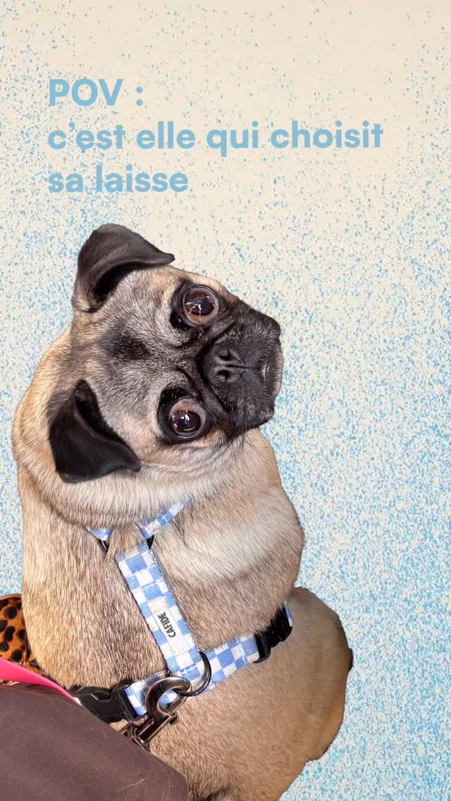 Je tresse des laisses à la main, avec l’avis (plus ou moins objectif) des chiens ✨