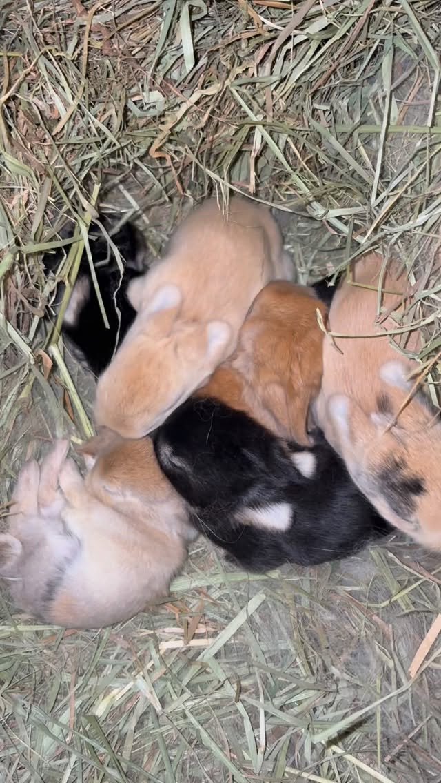 A little update on Lilah’s babies 🤍🐰
Unfortunately, we did lose one little one. As hard as it is, sometimes despite doing everything right, not every baby makes it. The rest of the litter is doing absolutely wonderful and growing beautifully, and we’re so thankful for these sweet little babies ✨