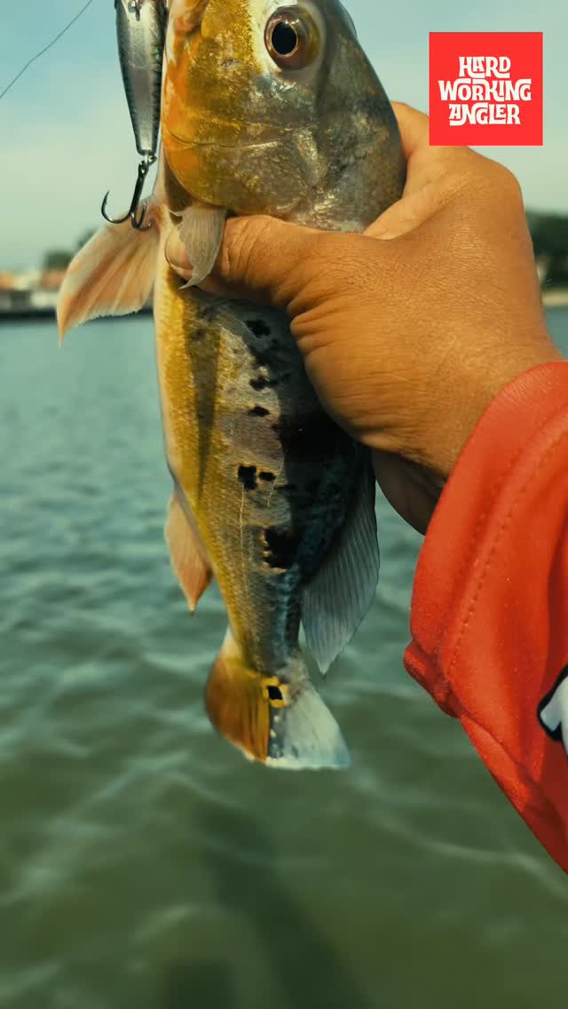 Kita santai-santai mancing dan ngopi.
#peacockbassfishingguidemalaysia #hardworkingangler #fishing #visitmalaysia