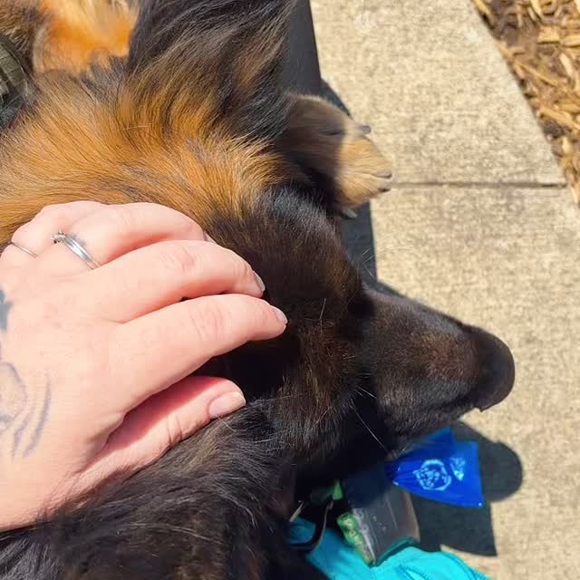 ✨Working skills at the Windmill Park✨ #servicedogtraining #servicedog #karssenk9s #dogtrainer #dogtraining