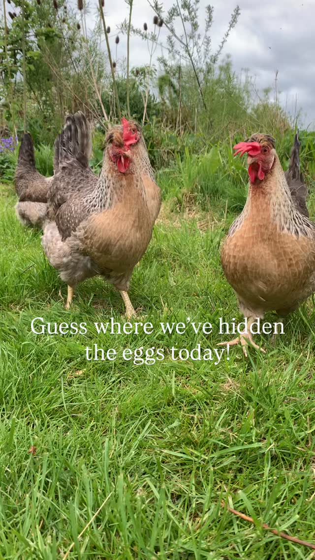 I love chickens.
I’ve been keeping them for nearly 25 years and collecting their eggs every day is a joy - usually😉
At the moment I have to keep a close eye on their whereabouts if I am to stand any chance of finding their eggs!
Such pretty pale blue eggs too.
Do you keep chickens?
#smallholding #chickens #chickenkeeping #selfsufficiency