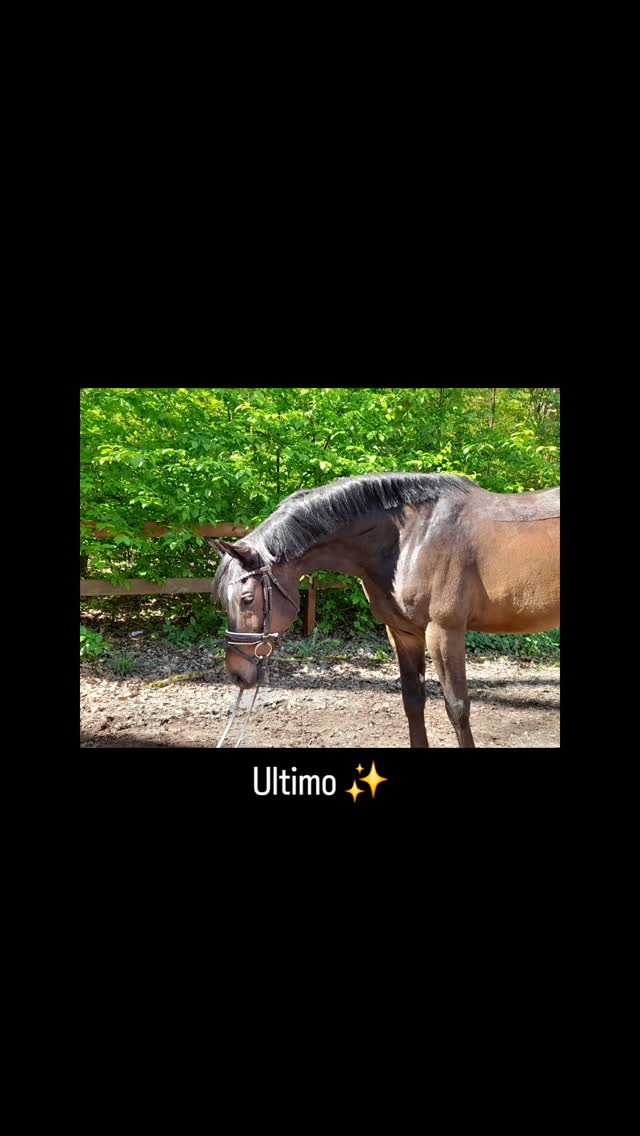 Manche Pferde brauchen nicht viele Worte.
#sportpferd
#pferdeshooting
#instahorse
#verkaufspferde
#horseoftheday