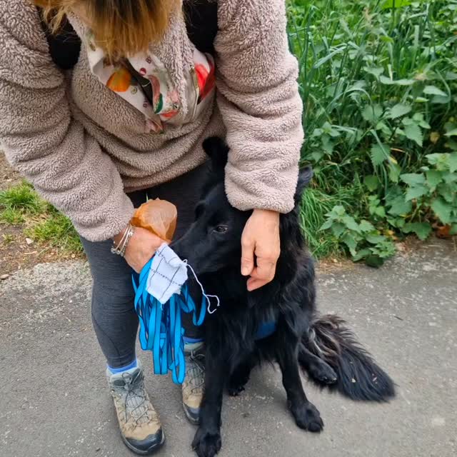 Two super #mantrailing teams working a rolling pet trail in #alderleyedge village today. Different experience levels so varied challenges for both.
Team Tilly, yes, the big, fluffy puppy undertook busier road crossings and junctions today and the team learned valuable lessons about handling in busy, urban environments. Tilly is calm and measured taking these distractions in her stride. A lovely decision on her final trail demonstrated her thinking as she approached a building with her hidden dog on the other side... should she follow the direct path of the dog, or let her instinct take her the slightly more direct route around the other direction? These decisions give our trailing dogs independent thinking opportunities. Great work Team Tilly 👏 👍 👌
It is always a pleasure to welcome Team Olive from Hounds Haven. This experienced team needed a challenging 'real-world' start to practice, so they had a playing field with a vague, off-trail start to manage. Superbly completed, the hard work was over and then they just had to deal with multiple difficulties, road crossings and a bustling high street, no mean feat for a dog that can get overwhelmed with life's pressures. She had plenty of these to work through and after solving all her challenges was content to wander home. Brilliant work today Team Olive, particularly that last, unexpected challenge 😉 👏 🙌 🫒
Look out for us finding hidden people in #Poynton on Sunday!
Want to know more?
Visit www.dogtrailing.co.uk