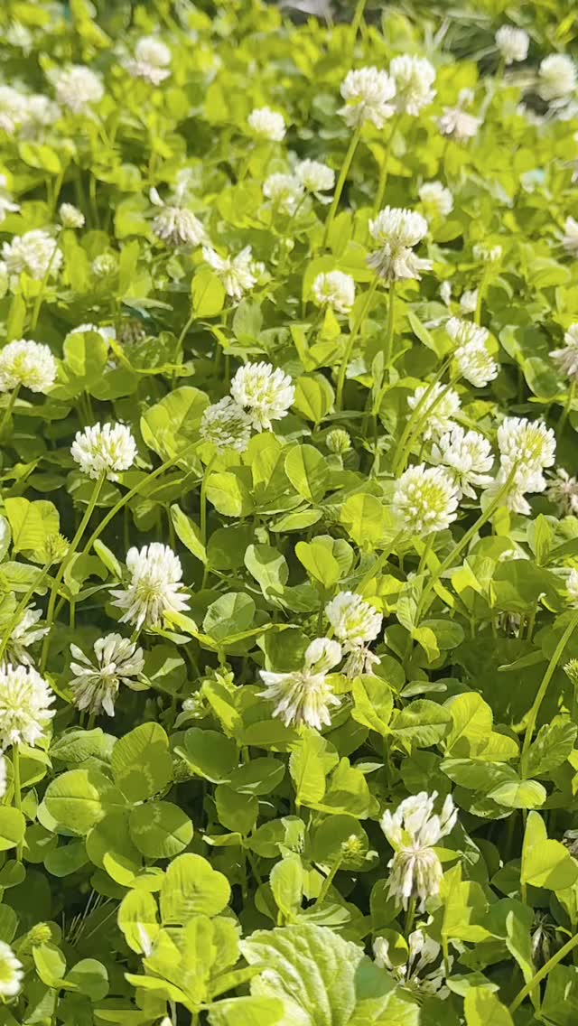 ✨🧚♀️🌞🌷🤍 Happy Mother’s Day from @apothecary.addict to all the nurturing souls, plant lovers, herbalists, mothers, and earth‑tenders alike. 🤍🌷🌞🧚♀️✨
🌿🌼🧺✨🌞 And today, from the “Backyard Garden” … 🌞✨🧺🌼🌿
This morning’s little harvest came straight from the yard — quiet wild plants with long histories in folk herbalism and skin‑loving preparations. There’s something beautiful about gathering earth’s tiny helpers on a soft spring morning. 🌞🌸🍃
Today we gathered:
🌿 Ground Ivy / Creeping Charlie (Glechoma hederacea) — aromatic and traditionally used for gentle cleansing and skin‑supportive preparations.
🤍 White Clover (Trifolium repens) — soft, soothing blossoms often used in folk infusions for calming the skin.
🍓 Mock Strawberry (Potentilla indica) — a lovely little plant (not a true strawberry) whose leaves have been used traditionally for mild astringent and antioxidant support.
— Wild fleabane (Erigeron spp.), gathered earlier this season, will soon join the infusion. 🌾🫙✨
Together these backyard botanicals will become a gentle herbal salve for everyday skin support — great for gardening hands, dry patches, minor irritations, and summertime outdoor living. 🌿🐝🌼
A few quick safety notes for anyone inspired to try wildcrafting:
Positive ID only: Only gather plants you can confidently identify; look‑alikes exist.
Patch test: Test homemade salves on a small skin area for 24–48 hours before wider use.
Allergies: People allergic to plant families (e.g., Asteraceae or Fabaceae) may react.
Clean prep: Use clean tools and containers; dry or infuse plant material properly to avoid mold.
Use limits: Don’t apply to deep wounds or serious infections; consult a healthcare provider for persistent or serious skin issues.
There’s magic in learning the plants growing all around us — and medicine in slowing down enough to notice them. 🌸🍃💛
#MothersDay #Herbalism #Wildcrafting #PlantMedicine #GardenMagic