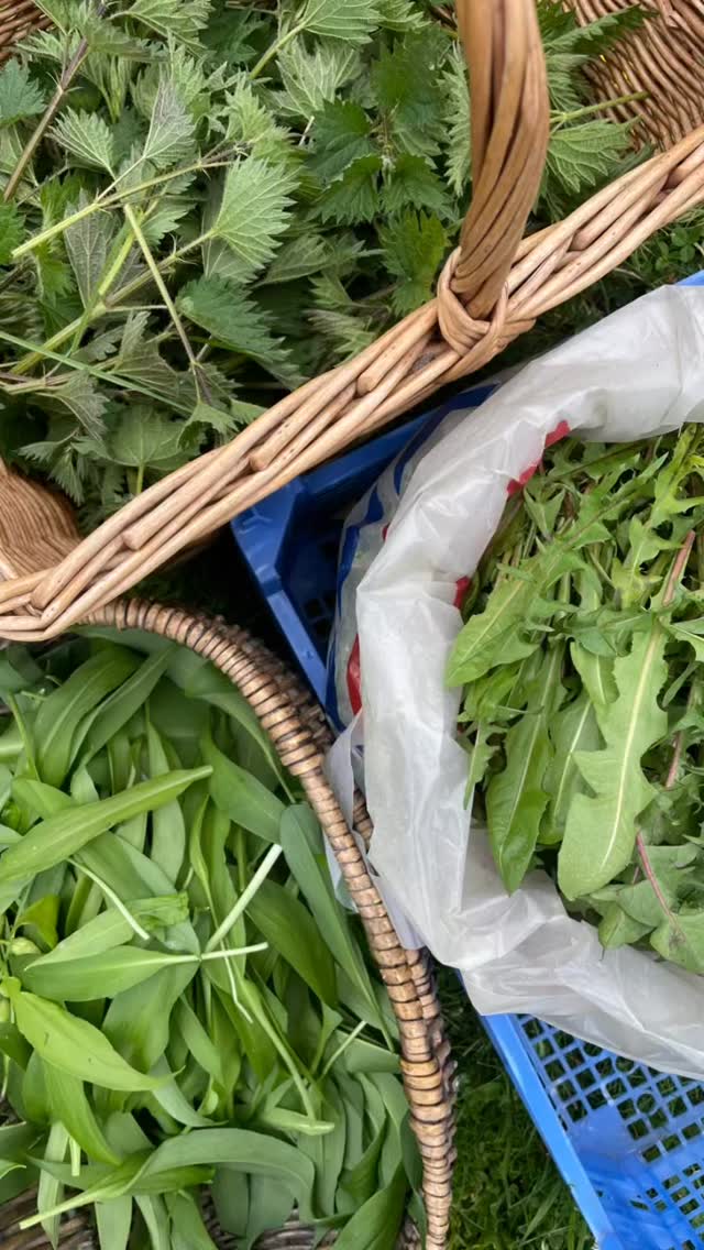Springtime medicine making 🌿
Spring has finally arrived in the West highlands and I have been busy with my young padawan trainees harvesting and making medicines for the herbal clinic.
It’s all go here! So much spring abundance 🌱
What have you been harvesting recently?
.
.
.
.
.
.
.
#scotlandswildmedicine #herbalmedicine #herbalmedicinemaking #herbgarden #medicinalherbs