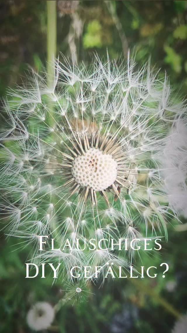 Flauschiges DIY 🤍
Teil ich gern alle Jahre wieder, weils sooo schön ist 🤍
Ich lieb ihn von Kopf bis Fuß!
Den Löwen der Wiesen, den Löwenzahn!
Nicht nur super gesund sondern auch noch so hübsch- ob Blüte, Blatt oder Samen 🌼
Wenn die gelbe Pracht verblüht kommen viele hübsche Wolken zum Vorschein!
Wenn du die verblüten Blütenstände pflückst bevor sie aufgehen halten sie wunderbar ohne das du gleich 10000 Wunsch- Schirmchen fliegen hast 🤍
Wunderhübsch und Simple- so mag ich das 🤍
Viel Freude beim ausprobieren:-)
Alles Liebe, eure Meli mint
#diy #löwenzahn #love #dandelions #decoration