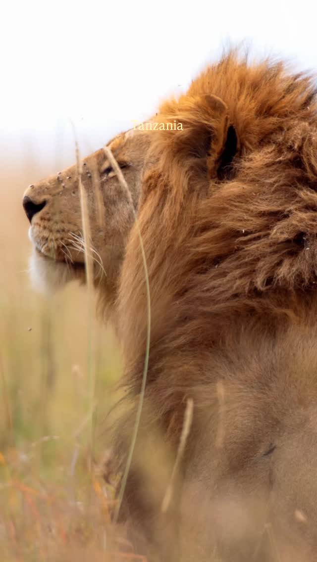 Into the wild, where nature speaks in every roar, song, and footprint. 🐘🦁🦜
Discover the beauty of Tanzania’s wildlife and unforgettable safari moments with Gnade Safaris.
📧 info@gnadesafaris.com
📱 WhatsApp: +255793832959
#GnadeSafaris #TanzaniaSafari #WildlifePhotography #AfricanSafari #ExploreTanzania