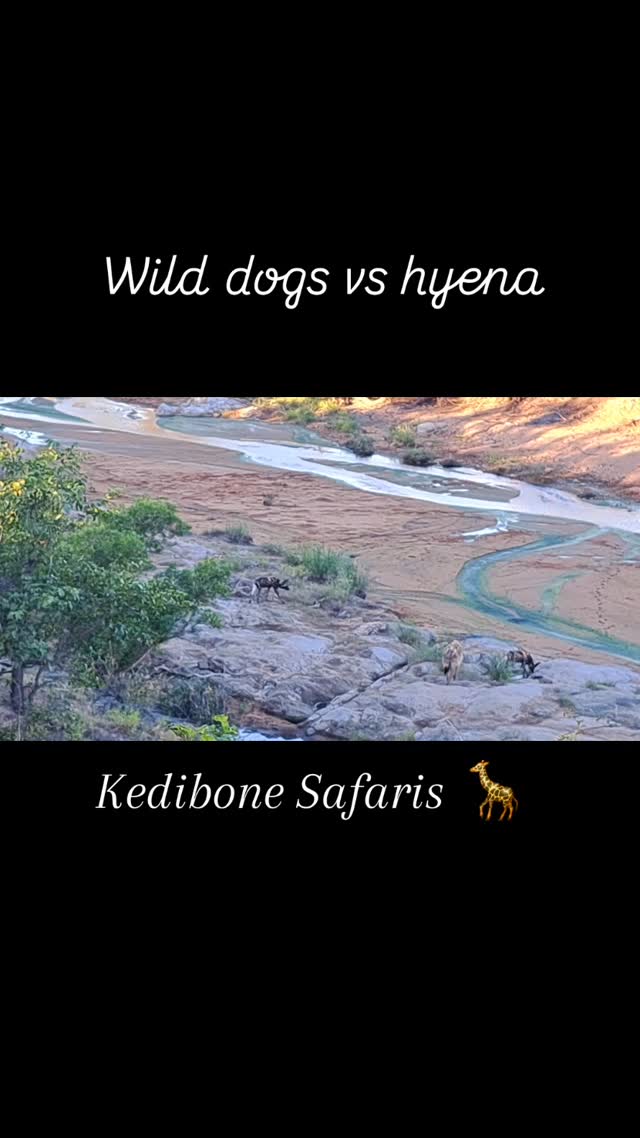 Wild dogs vs hyena on a safari in our beloved Kruger National Park. My guests loved the interaction.
This hyena is forever following the wild dogs, because he knows they are brilliant hunters and he could benefit from it. Not sure if he still remembers he is a hyena..ha ha.
The wild dogs do tolerate him to a certain extend, but they also had some fun and keep on harassing the hyena every now and then. But he clearly has a "thick skin" and did not leave.
Was an amazing experience for my guests. Kruger is the best! #kedibonesafarifamily #krugernationalpark #africanwilddogs #hyena #nature